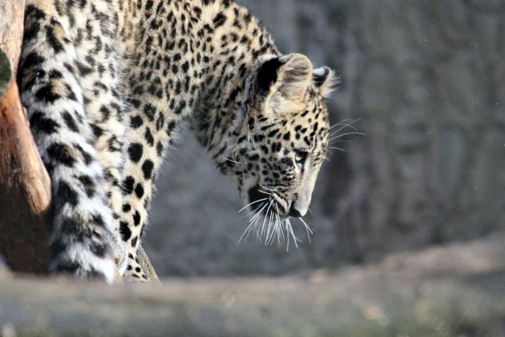Leopard im Tierpark Nordhorn