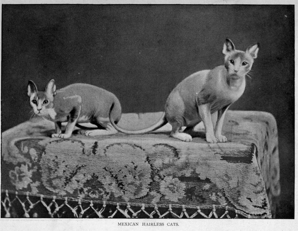 1898 erstes Sphynxkatzenfoto